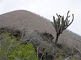 Galapagos 4-1-06 Floreana Punta Cormorant Candelabra Cactus Named for its shape, the large endemic Candelabra Cactus grows to heights of 7m.